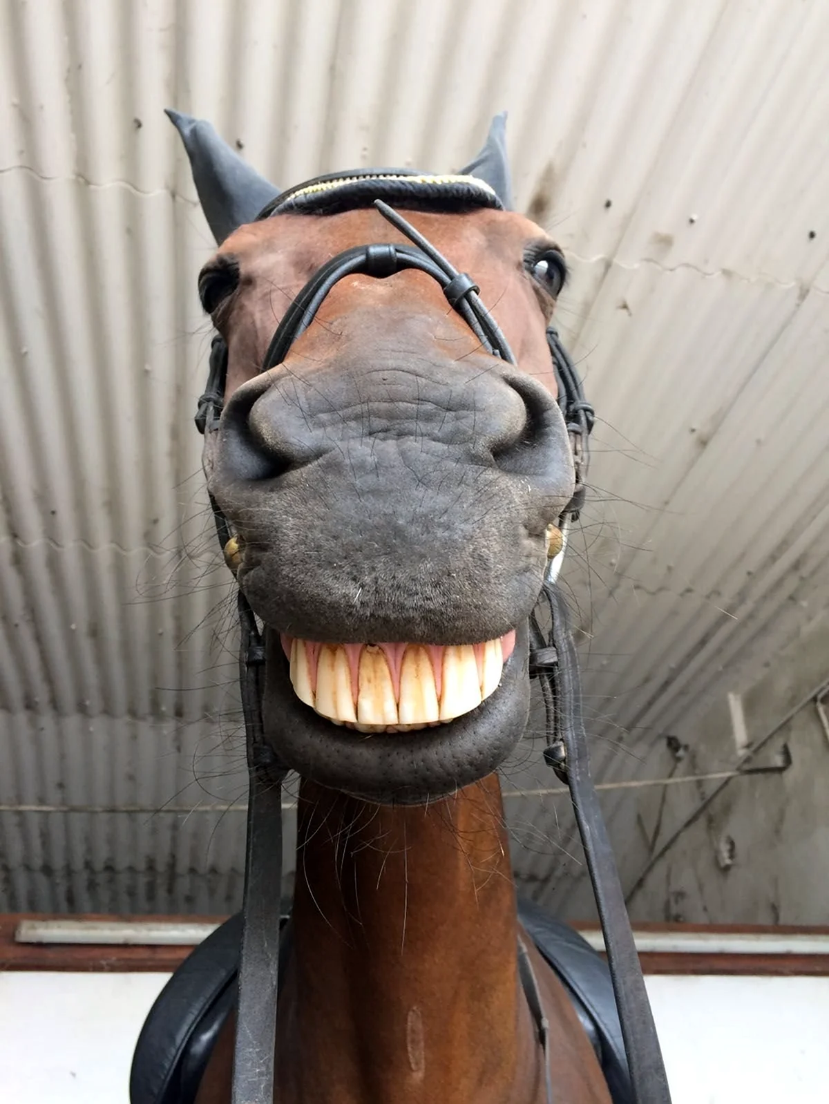 Улыбка коня. Лошадь улыбается. Смешная лошадь. Лошадь с зубами